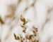 Dried white statice flower macro shot